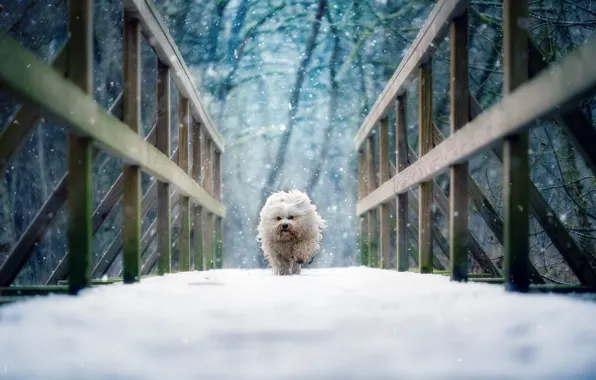 Картинка зима, снег, мост, собака, Гаванский бишон