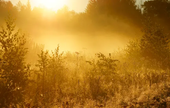 Картинка трава, солнце, деревья, восход