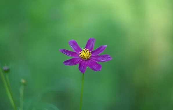Картинка цветок, фиолетовый, фон, космея