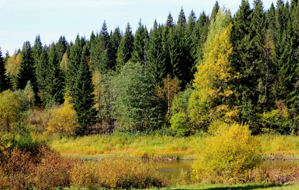 Картинка осень, лес, деревья, Россия, речка, Пермский край
