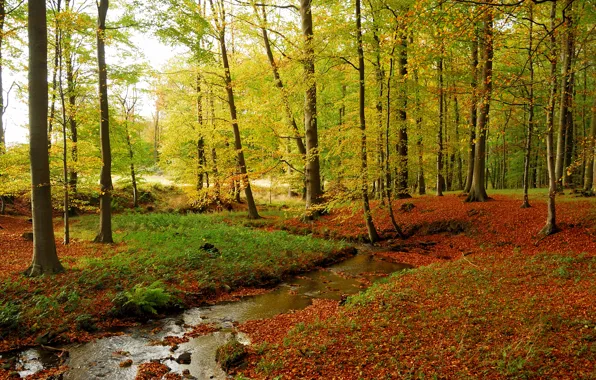 Картинка осень, лес, трава, листья, деревья, ручей, камни