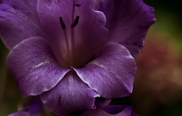 Картинка фиолетовый, Цветок, лепестки, flower, purple, petals