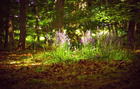 Картинка лес, лето, свет, цветы, природа