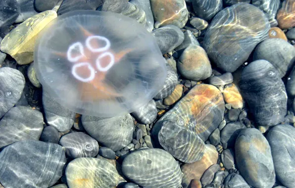 Картинка вода, камни, медуза