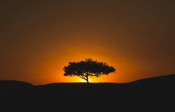 Картинка закат, дерево, Африка, сафари