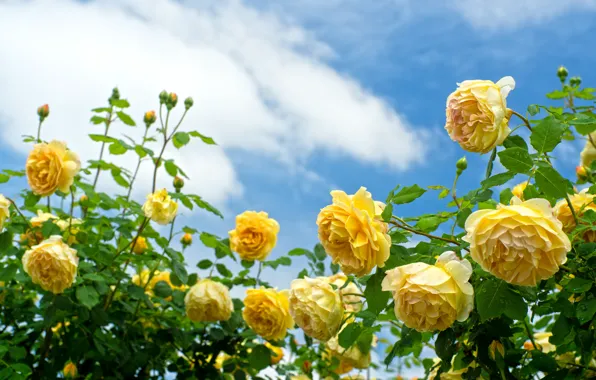 Картинка небо, розы, кусты, жёлтые розы