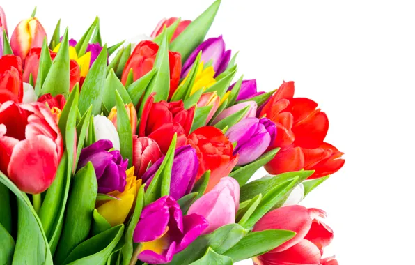 Картинка colorful, тюльпаны, flowers, tulips