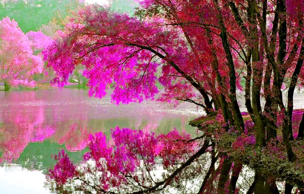 Картинка осень, листья, деревья, озеро, краски, цвет