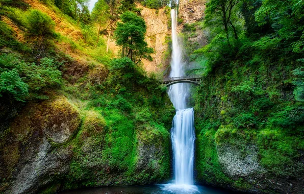 Картинка лес, деревья, мост, скала, река, водопад, поток, сша, Oregon