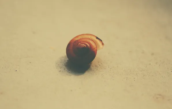 Картинка galaxy, shell, snail shell