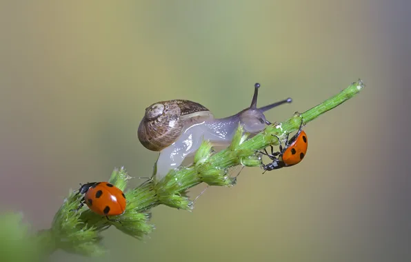 Картинка макро, улитка, божьи коровки, травинка, macro, a blade of grass, ladybugs, the snail