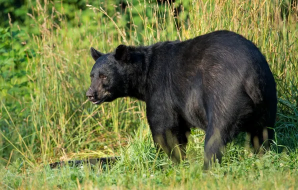 Картинка трава, хищник, американский черный медведь