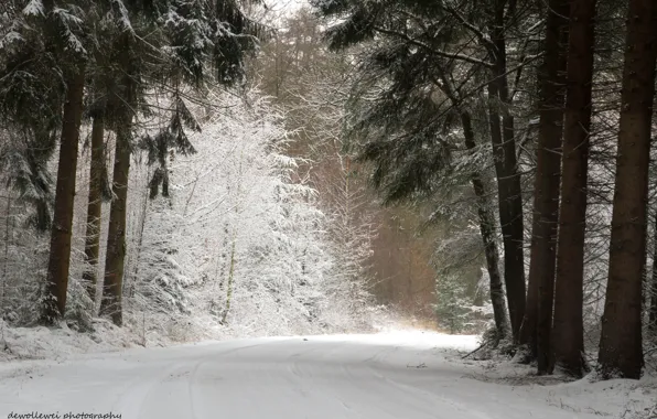 Картинка зима, дорога, лес, снег, сосны, Dewollewei