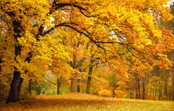 Картинка осень, лес, листья, деревья, пейзаж, ветки, природа, парк, поляна, желтые