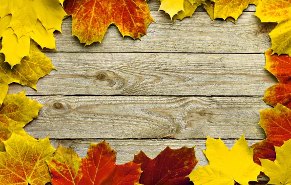Картинка осень, листья, дерево, рамка, клён