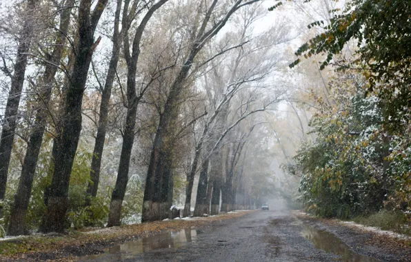 Картинка дорога, осень, деревья, аллея, слякоть, первый снег