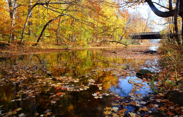 Картинка осень, лес, небо, мост, река