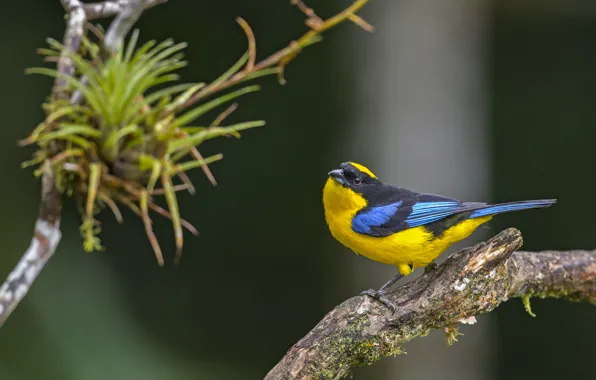 Картинка птица, bird, anisognathus somptuosus, blue-winged mountain, tanager, танагра, tángara primavera, cachaquito primavera, сине-крылатый горы