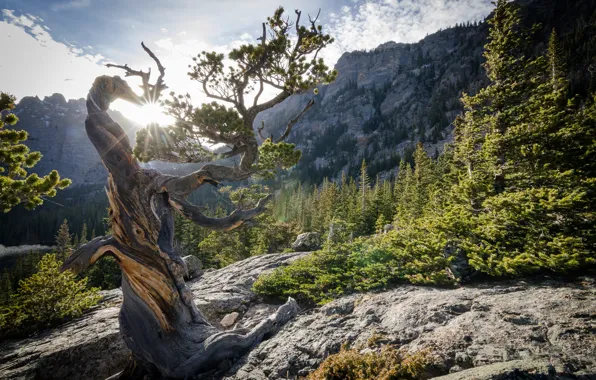 Картинка деревья, горы, парк, камни, скалы, Колорадо, США, лучи солнца, Rocky Mountain National Park, bristlecone pine, …