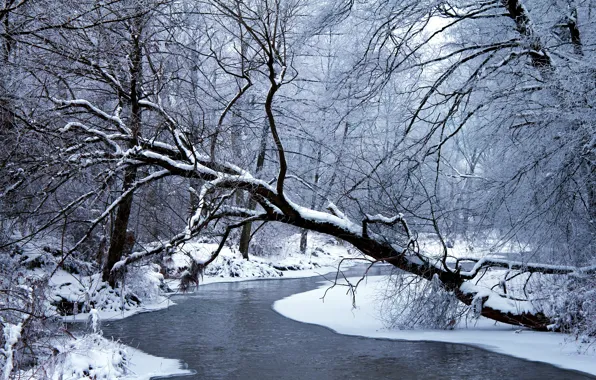 Картинка зима, лес, вода, снег, деревья, природа, ветви, мороз, forest, Nature, trees, water, winter, snow, frost