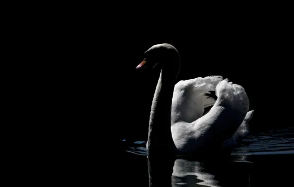 Картинка dark, swan, photo, beautiful, lake, peaceful, MMaglica photo, MMaglica
