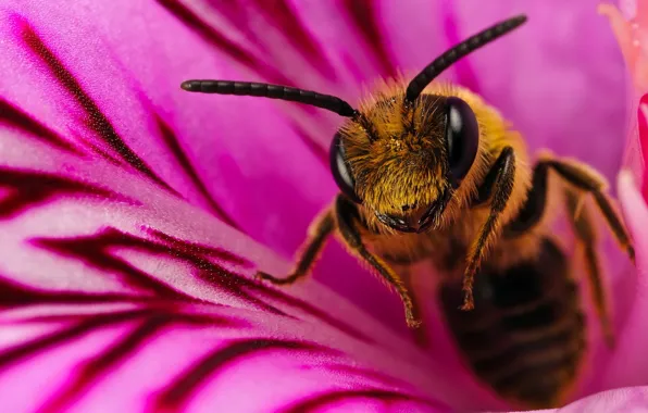 Картинка цветок, макро, пчела, 150