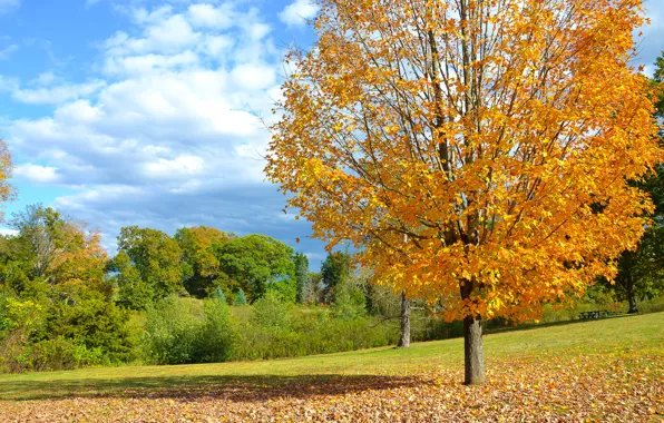 Картинка поле, осень, листья, дерево, Autumn