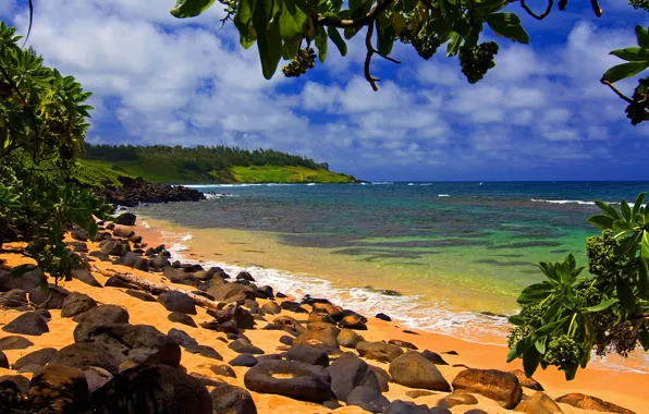 Картинка Hawaii, Kauai, Moloaa, Beach Shade