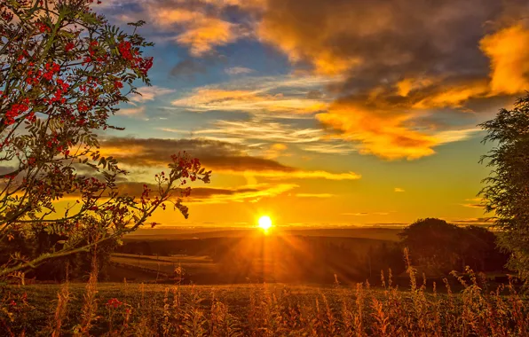 Картинка небо, трава, облака, закат, Шотландия, лучи солнца, рябина, осень.поля