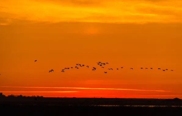 Картинка утки, восход солнца, оранжевое небо, живая природа