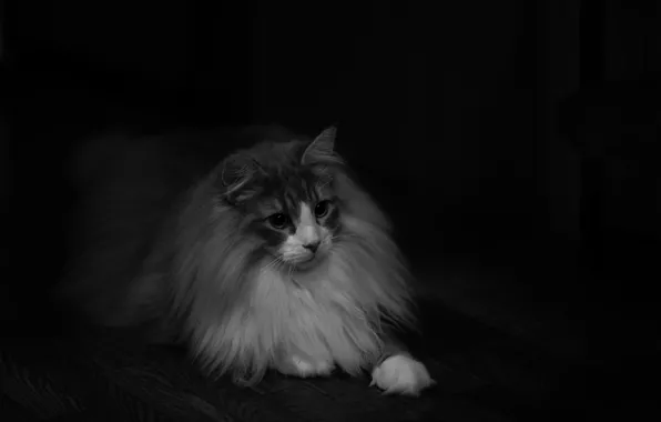 Картинка кошка, взгляд, шерсть