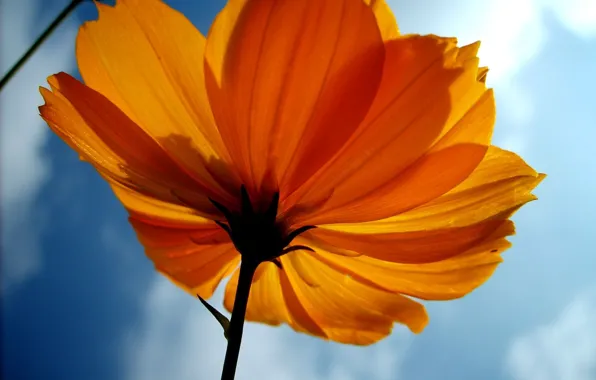 Картинка flower, sky, yellow, image