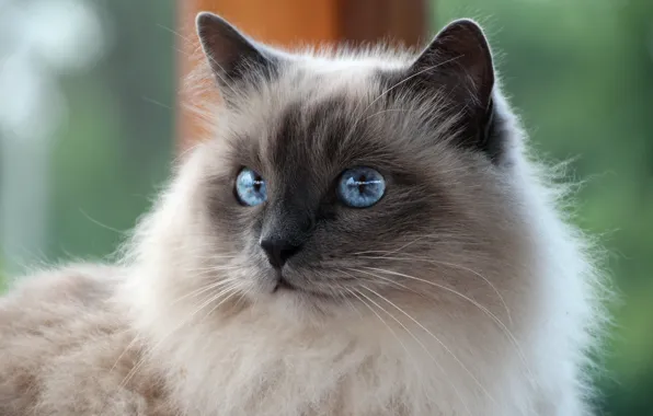 Картинка кошка, белый, кот, усы, взгляд, порода, Священная Бирма, бирманская, синеглазая