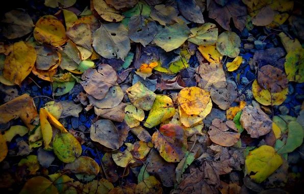 Картинка осень, вода, желтый, зеленый, фото, серый, настроение, листва, камень