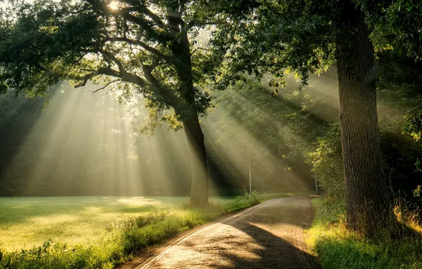 Картинка дорога, солнце, лучи, свет, дерево, крона