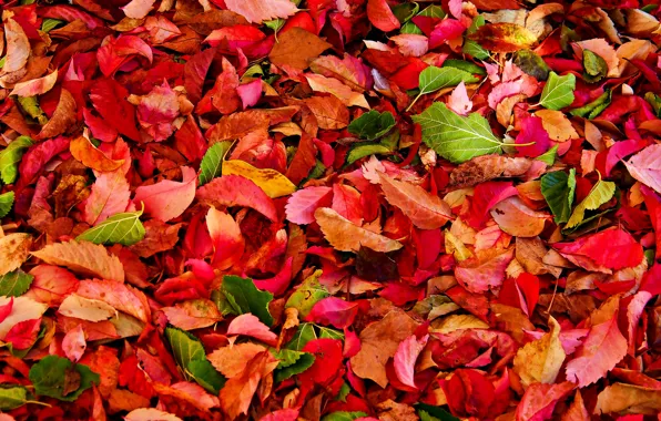 Картинка осень, листья, текстура, багрянец