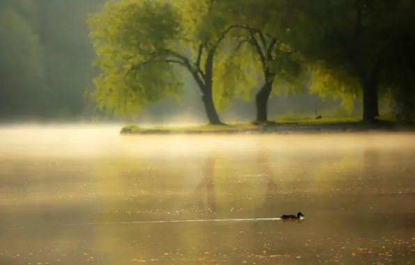 Картинка туман, река, утро, утка