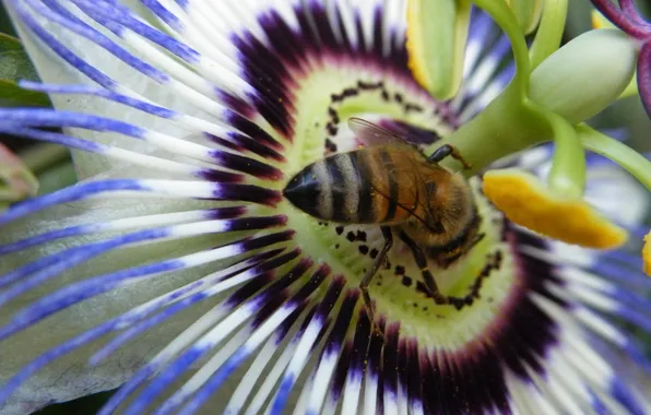 Картинка белый, цветок, фиолетовый, пчела, пассифлора