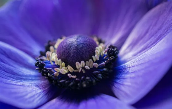 Картинка цветок, макро, синий, фокус, лепестки, Анемона, ветреница