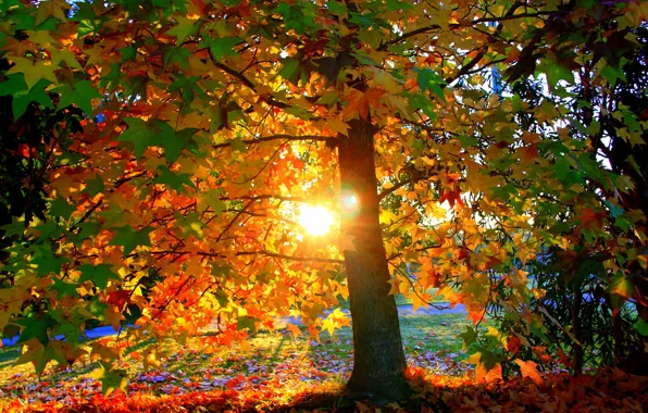 Картинка осень, листья, солнце, свет, закат, парк, дерево, листва