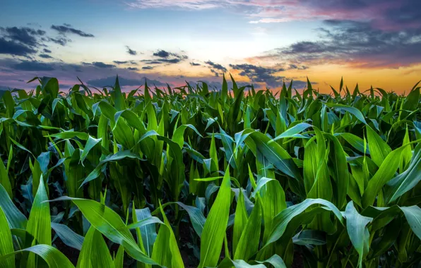 Картинка поле, закат, кукуруза
