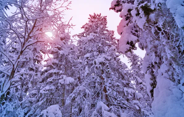 Картинка зима, лес, солнце, свет, снег, деревья, елки, ели, light, сосны, winter, snow, tree, sun, pine
