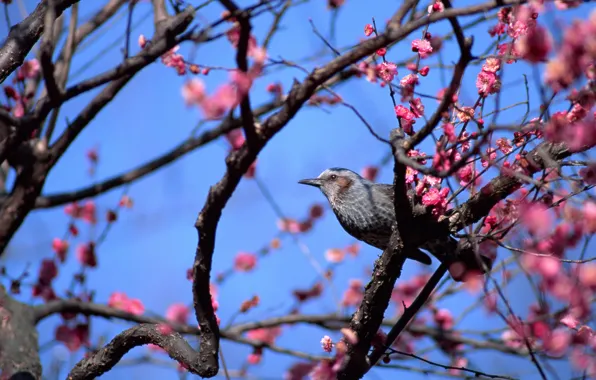 Картинка животные, птицы, мило, весна, птичка, цветущее дерево, розовые цветы, голубое небо, обои от lolita777