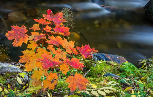 Картинка осень, листья, камни, речка, краски осени