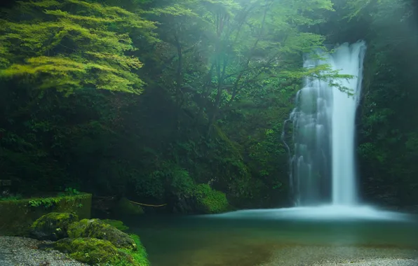 Картинка лес, деревья, водопад, Япония, Japan, Fujinomiya, Фудзиномия, Shiraito Falls, водопад Шираито