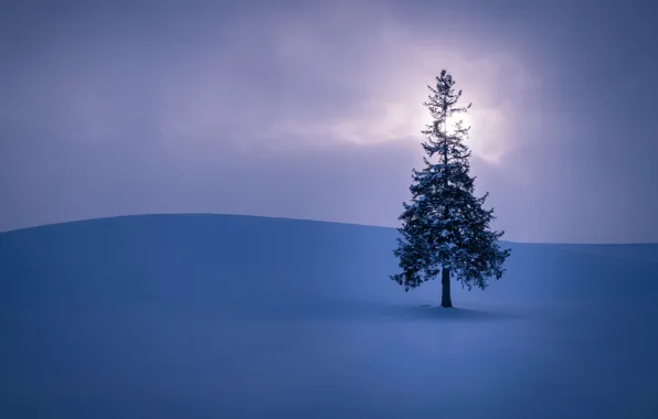 Картинка поле, небо, солнце, облака, снег, дерево, Зима