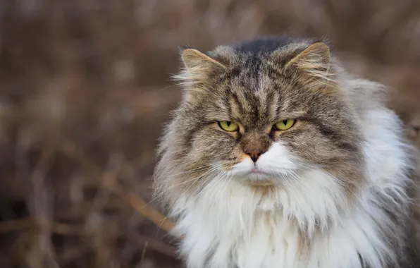 Картинка кот, взгляд, пушистый, сердитый