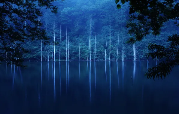 Картинка лес, деревья, ночь, туман, озеро, склон