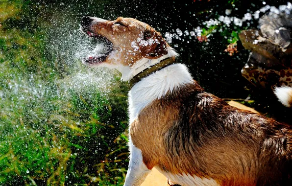 Картинка лето, вода, брызги, собака