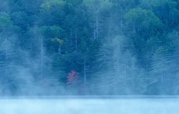 Картинка осень, лес, туман, озеро, река, склон